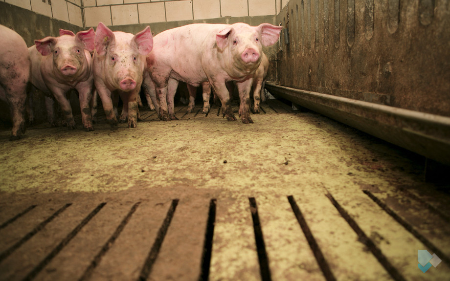 Agri vleesvarkensstal